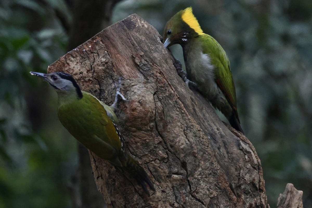 Pic cendré - ML647465094