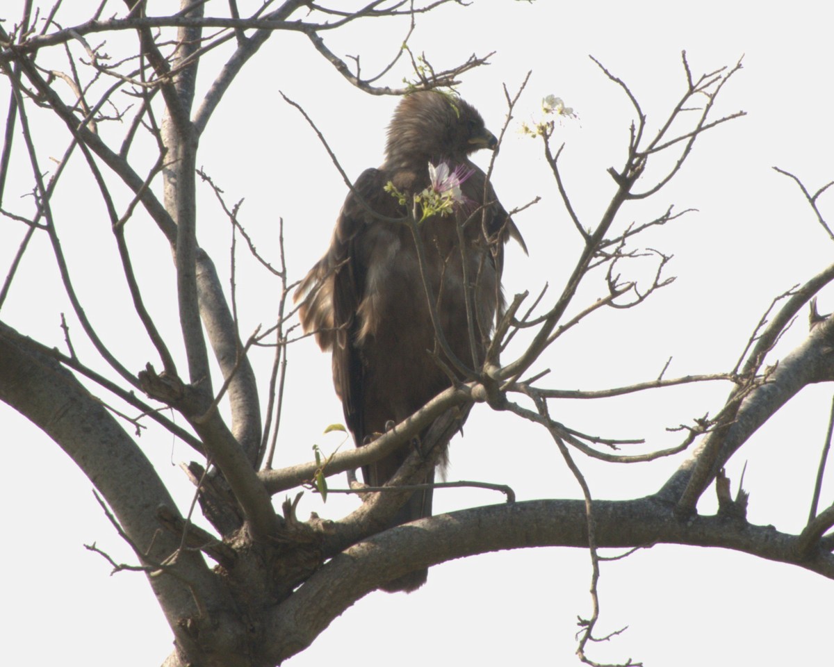 Tawny Eagle - ML647465102