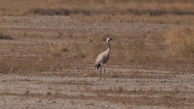 Common Crane - ML647465103