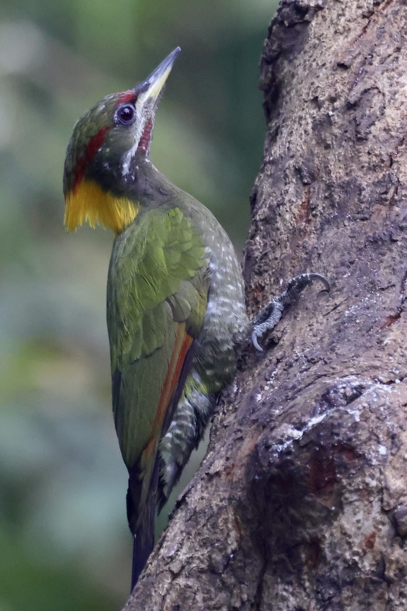 Жовна мала - ML647465106