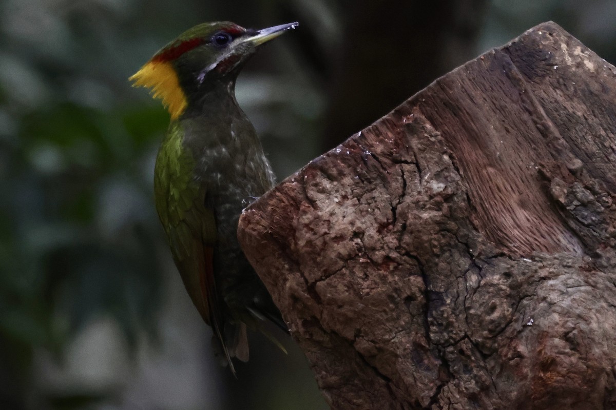 Жовна мала - ML647465107