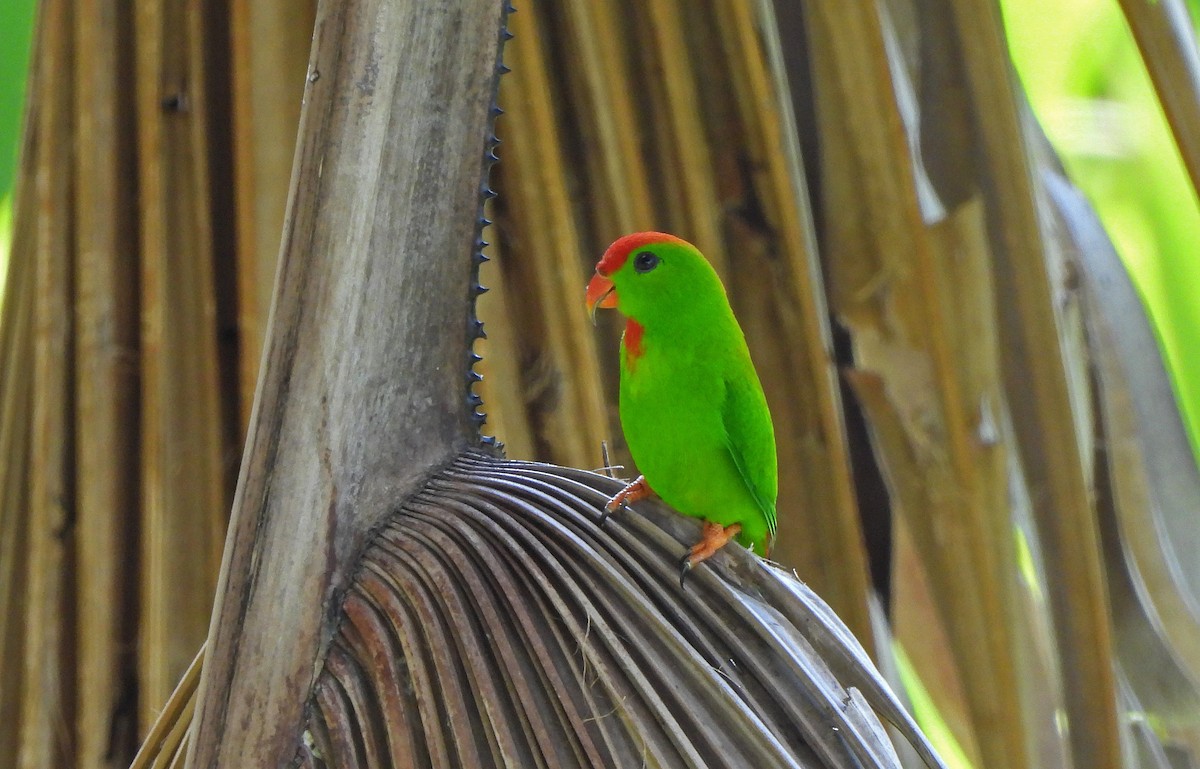 Philippine Hanging-Parrot - ML647465123