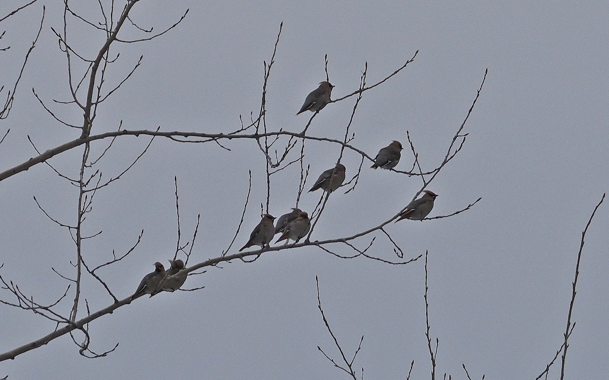 黃連雀 - ML647465124