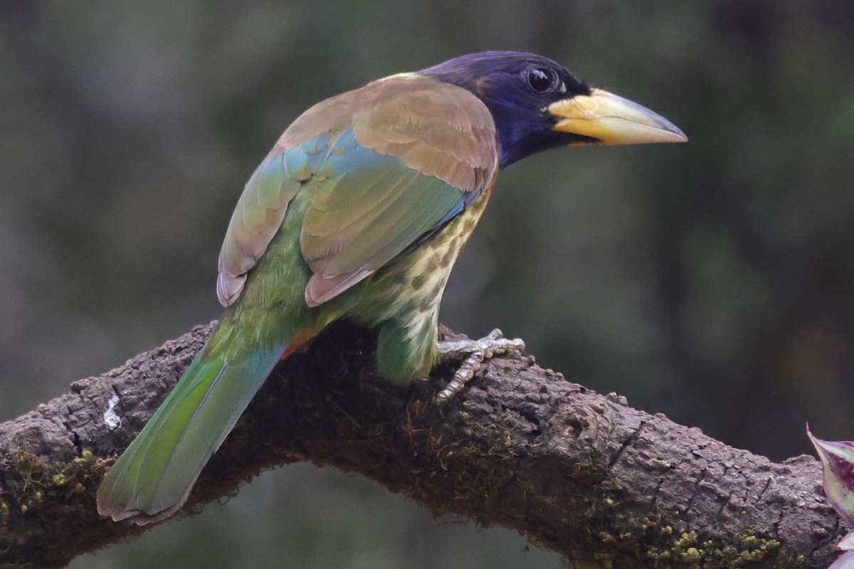 Barbu géant - ML647465126