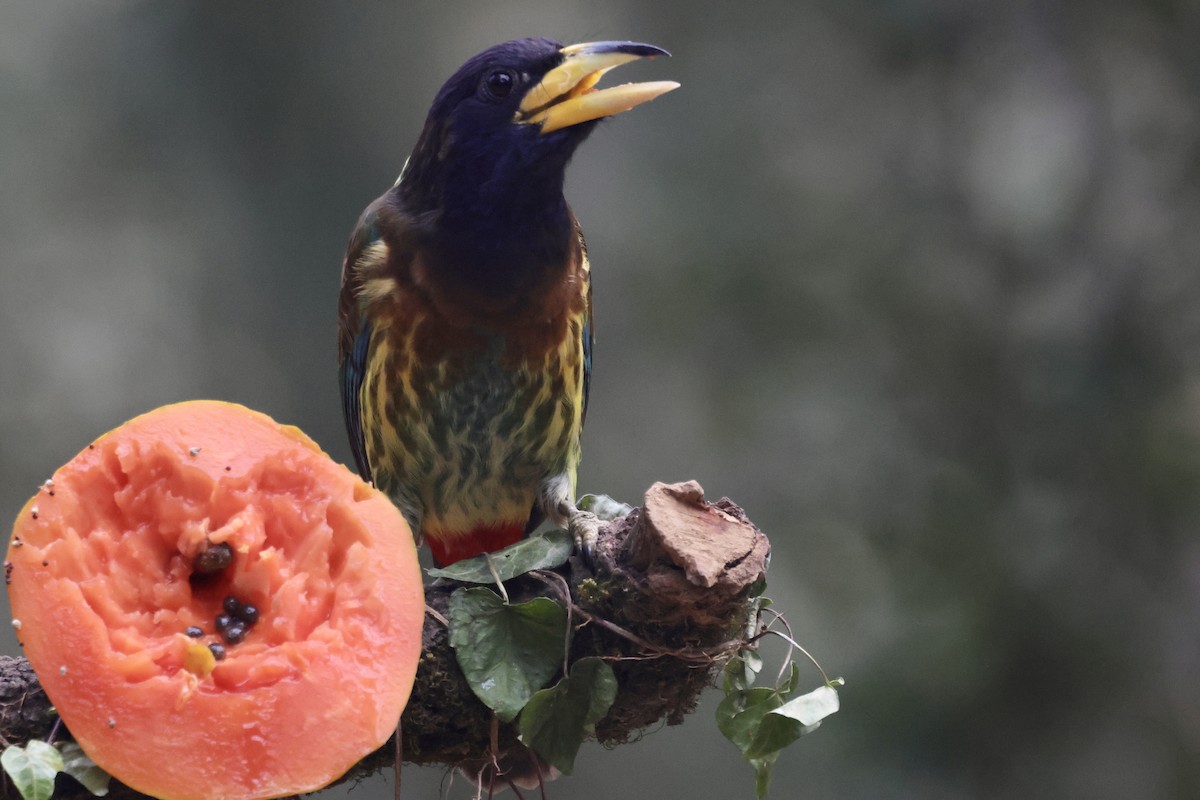 Barbu géant - ML647465127