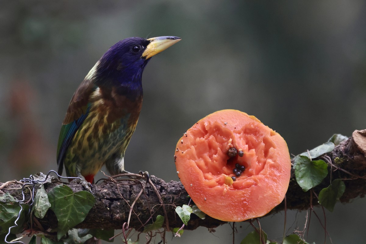 Barbu géant - ML647465128