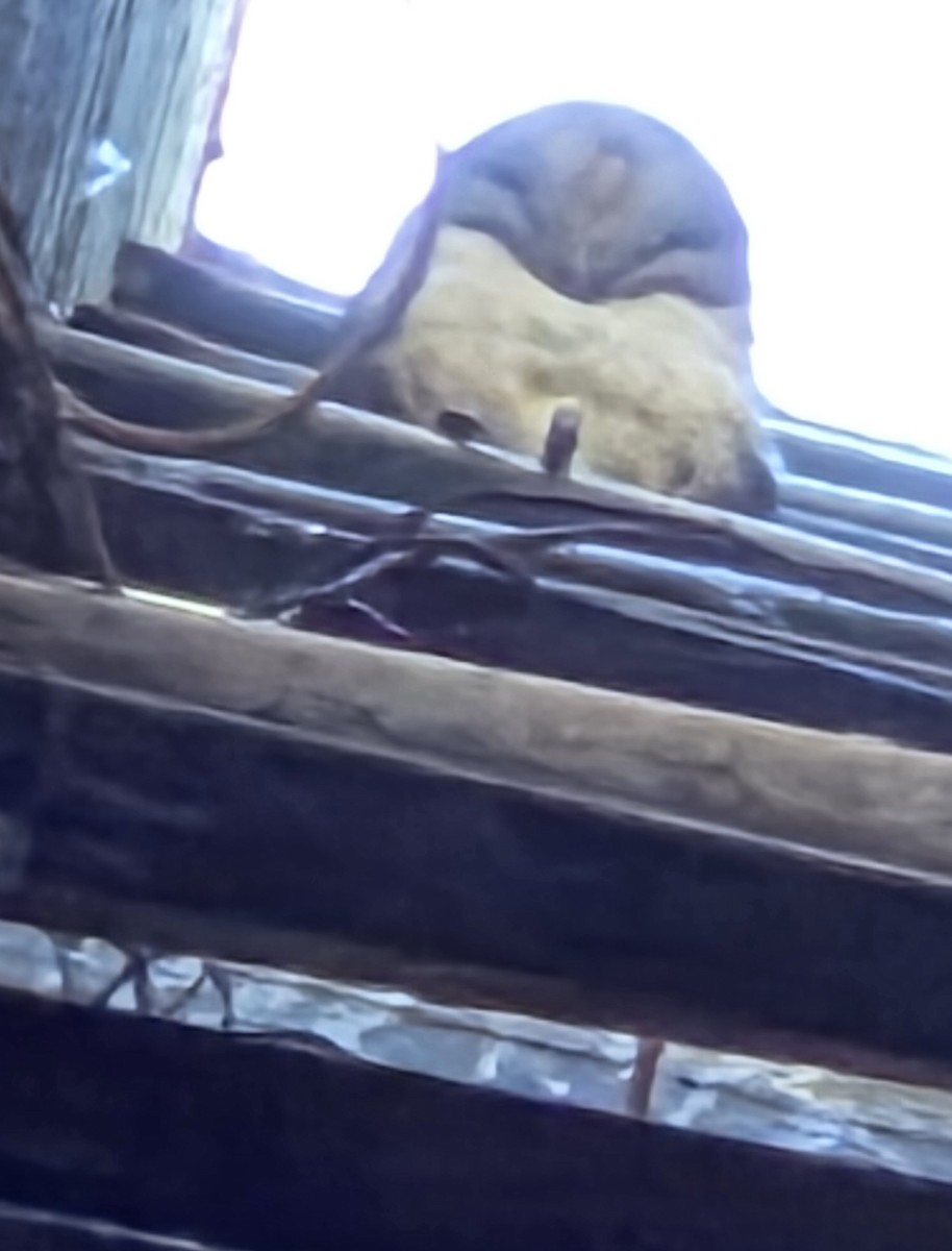 American Barn Owl - ML647465131