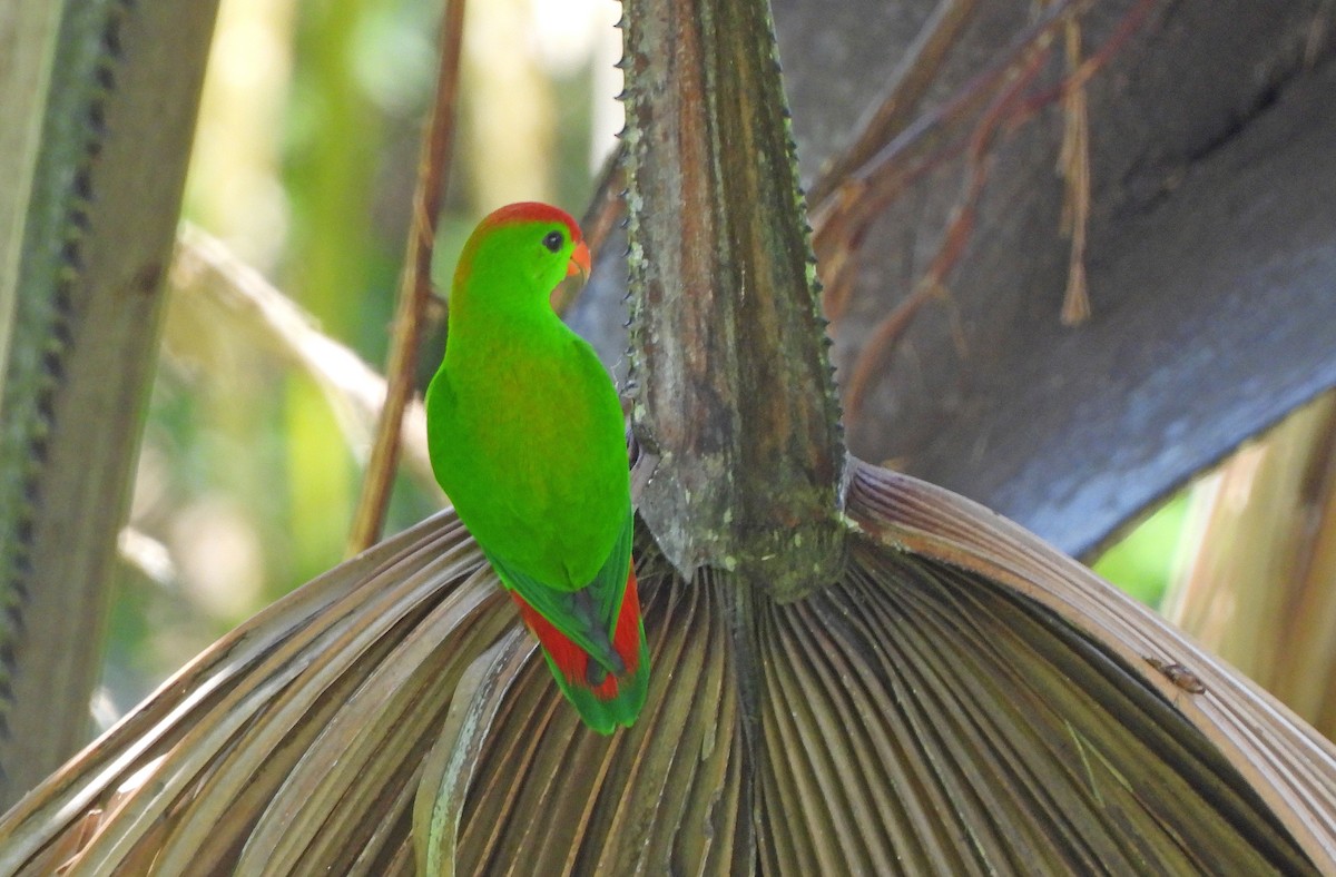 Philippine Hanging-Parrot - ML647465136