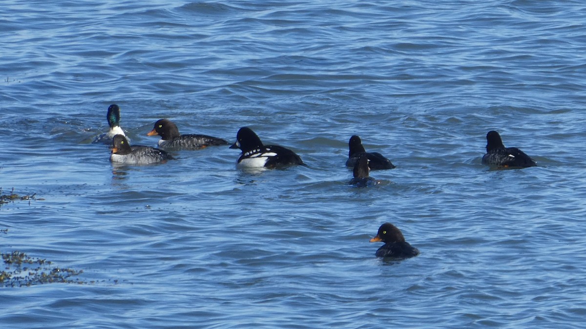 עבראש איסלנדי - ML647465167