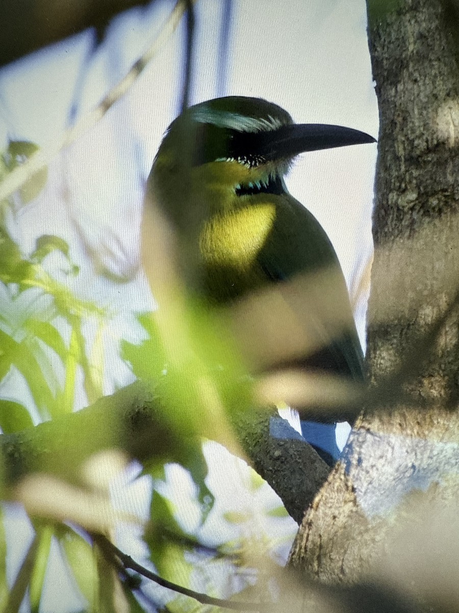 Turquoise-browed Motmot - ML647465169