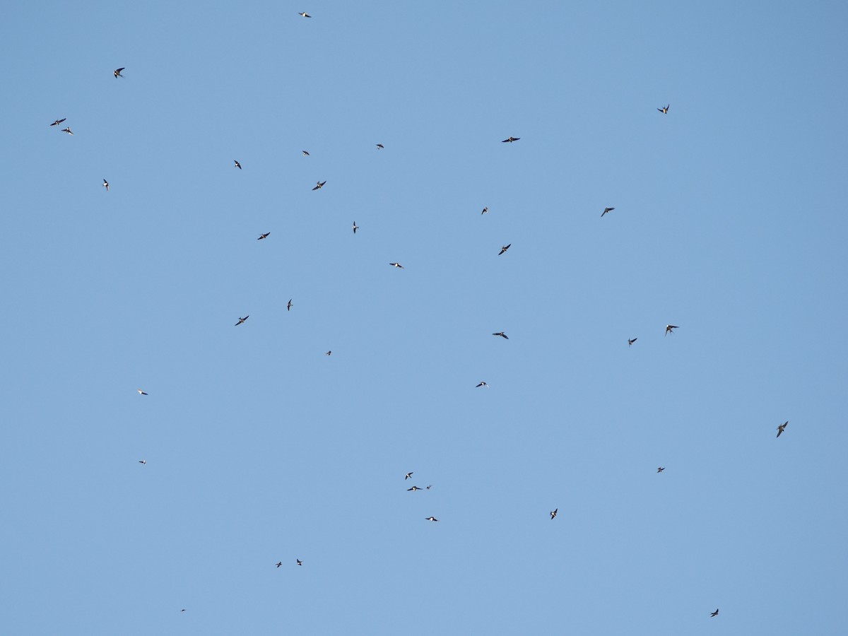 vlaštovka obecná - ML647465175