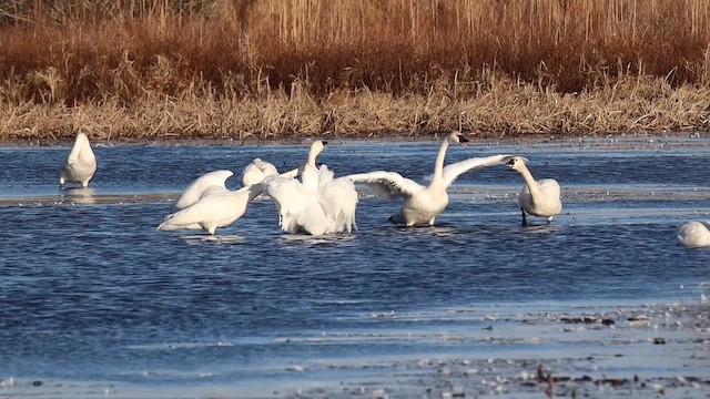 Tundra Swan - ML647465187