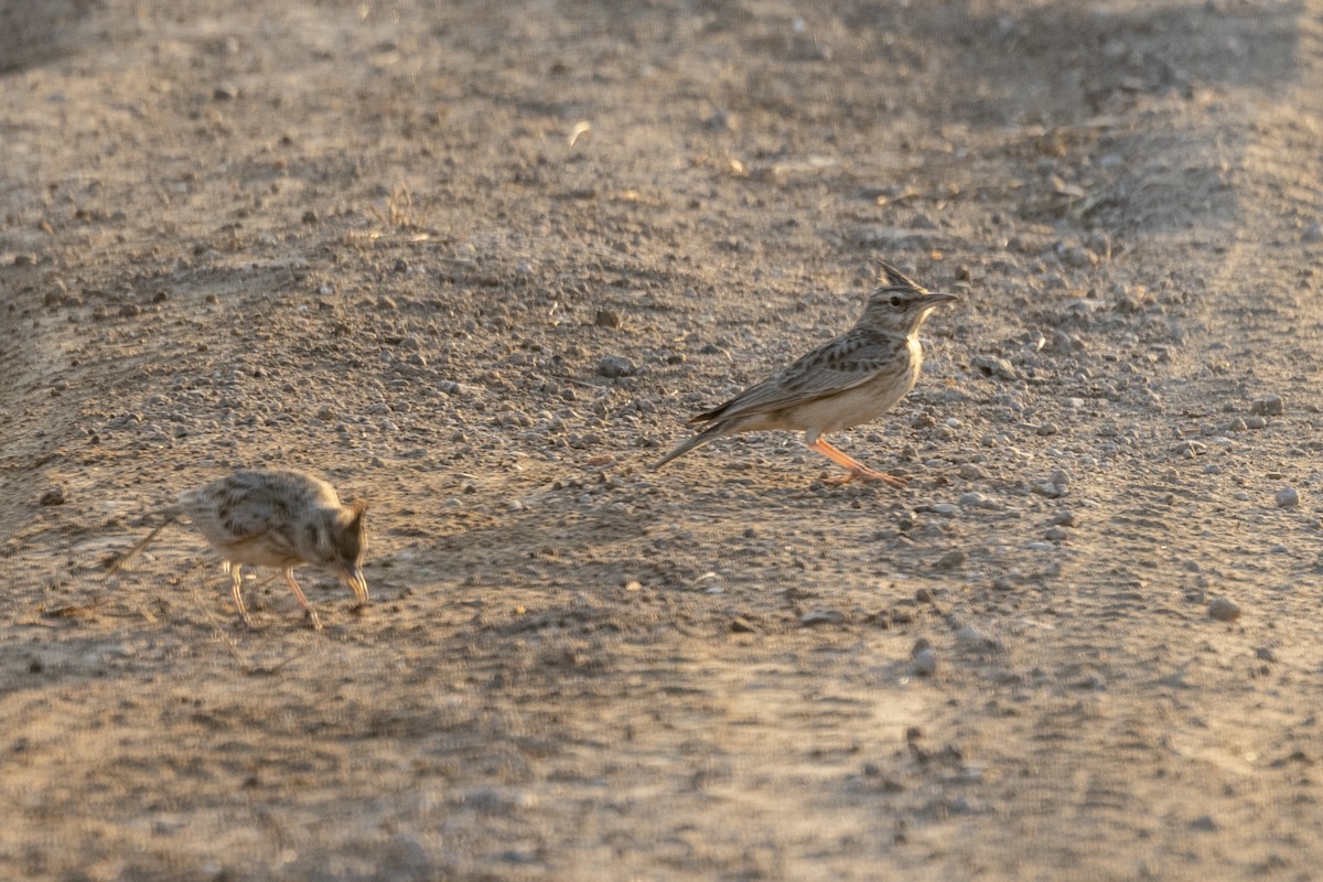 Хохлатый жаворонок - ML647465216