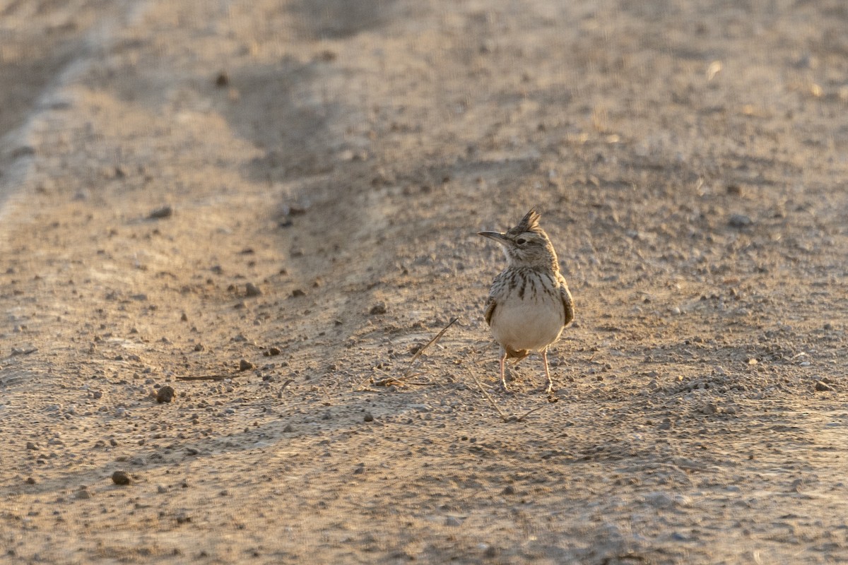 Хохлатый жаворонок - ML647465217