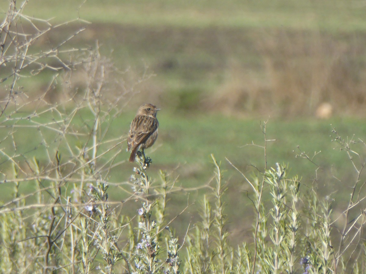 European Stonechat - ML647465221