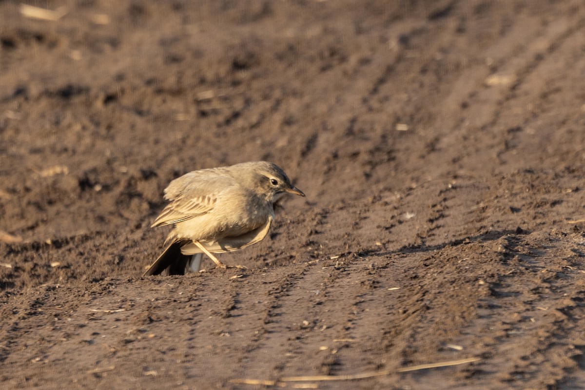 Длинноклювый конёк - ML647465223