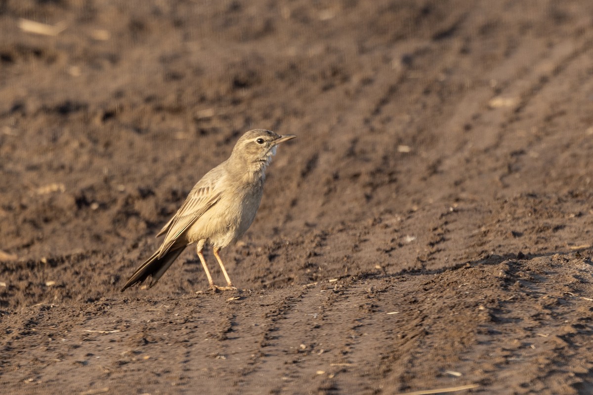 Длинноклювый конёк - ML647465224