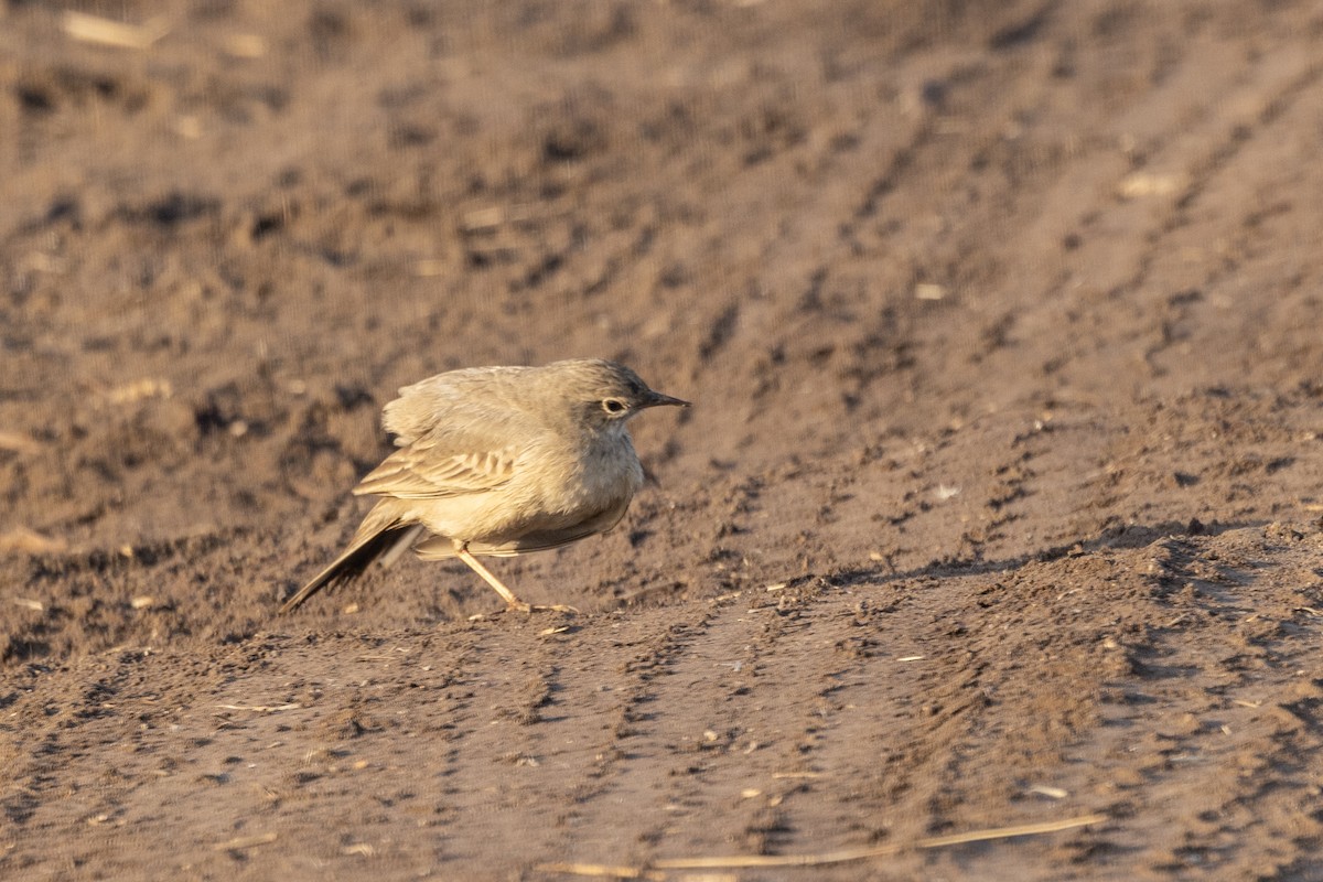 Длинноклювый конёк - ML647465225