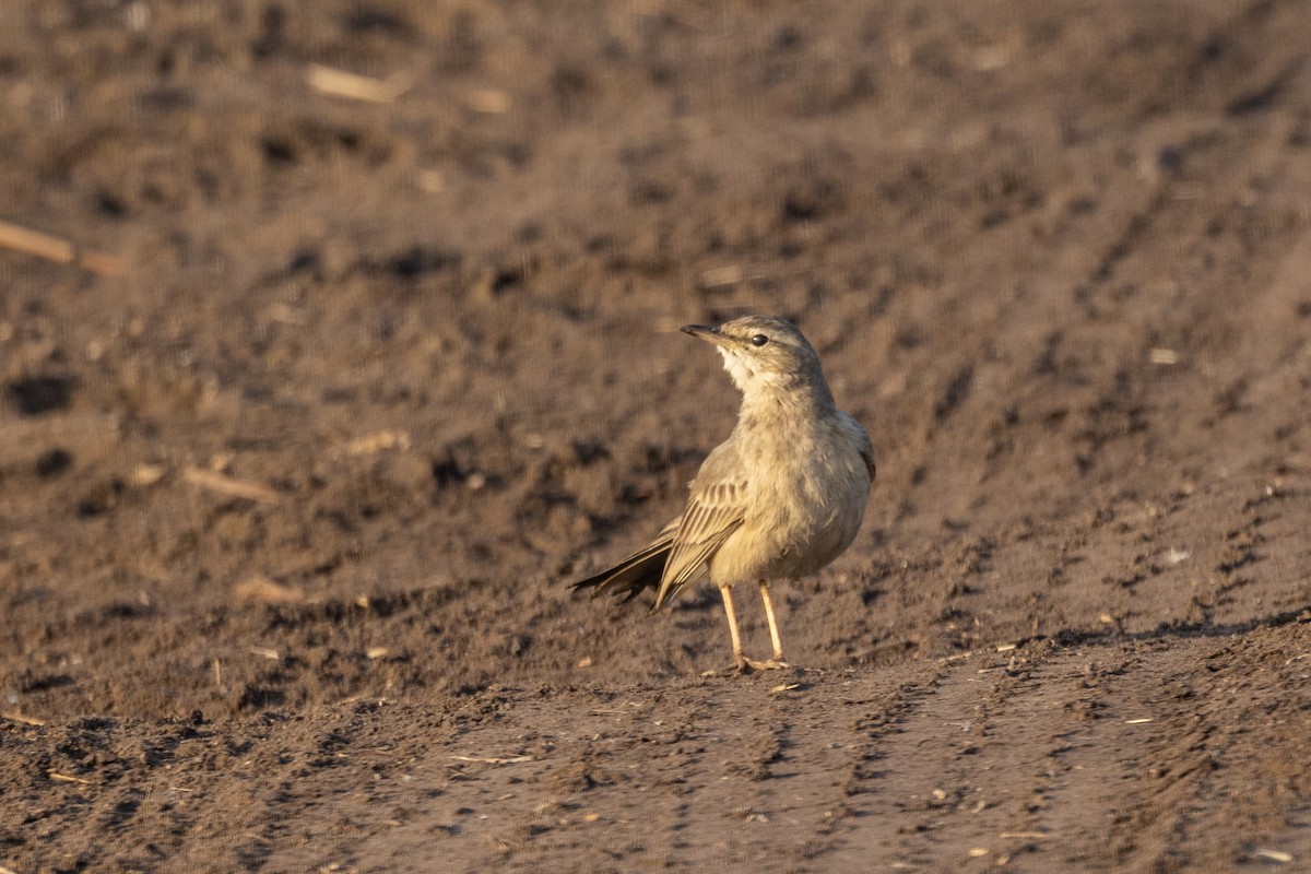 Длинноклювый конёк - ML647465226