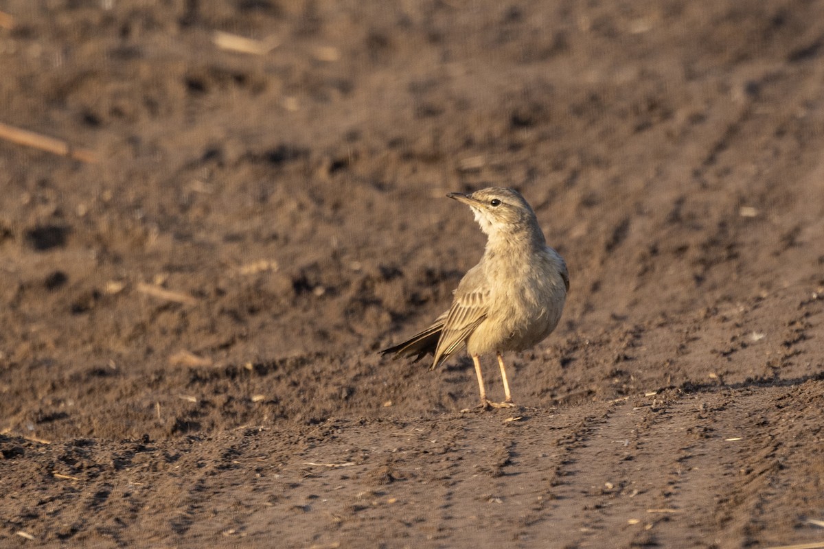 Длинноклювый конёк - ML647465227