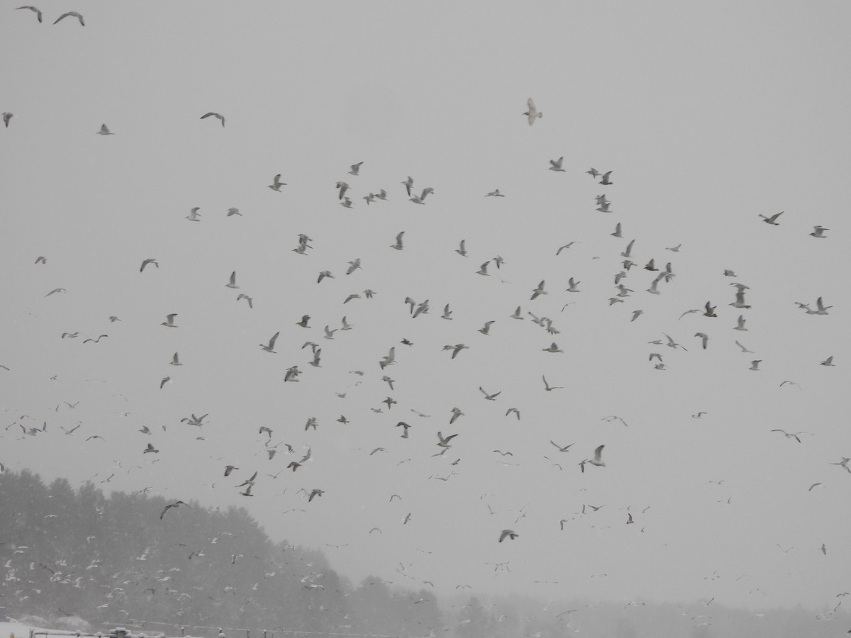 שחף בלתי-מזוהה - ML647465235