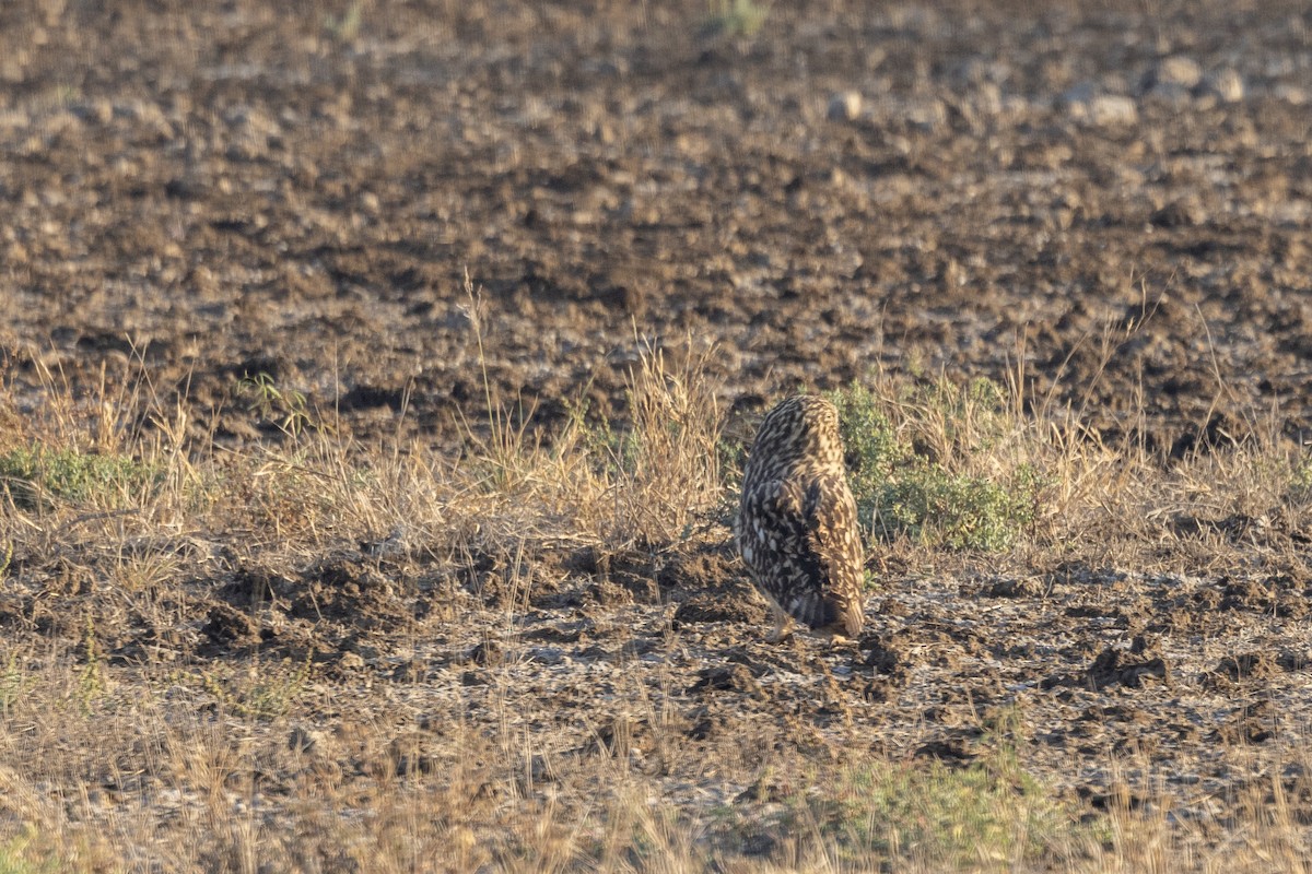 Short-eared Owl - ML647465239