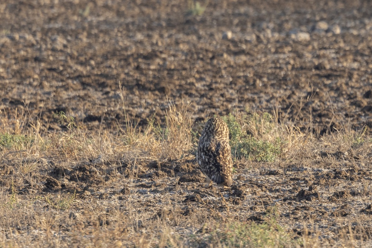Short-eared Owl - ML647465240