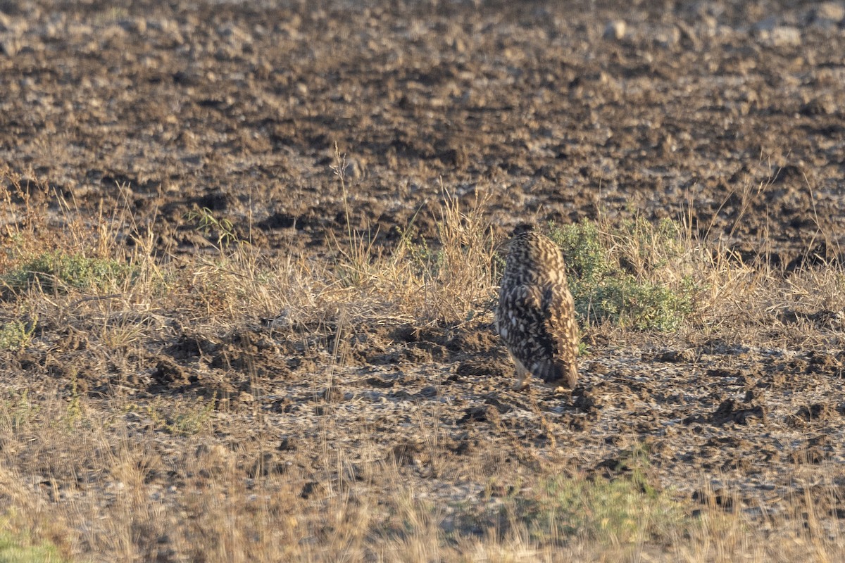 Short-eared Owl - ML647465241