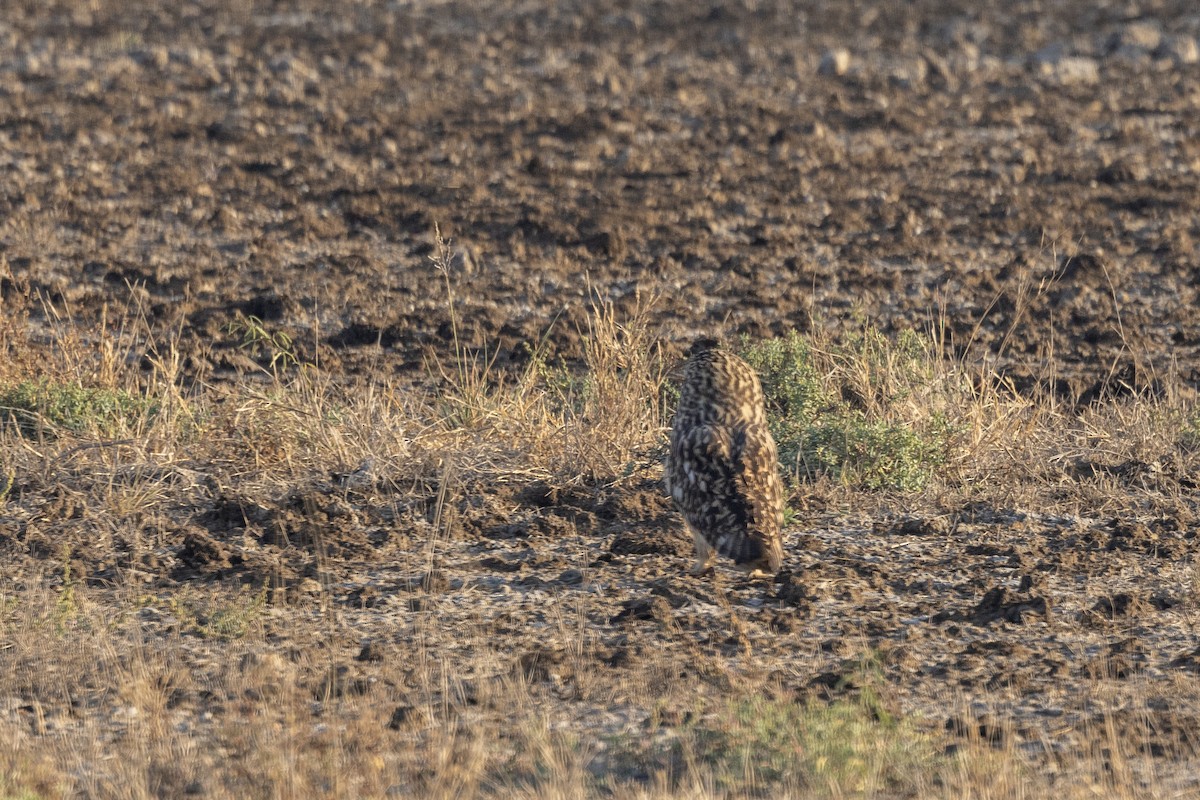 Short-eared Owl - ML647465242