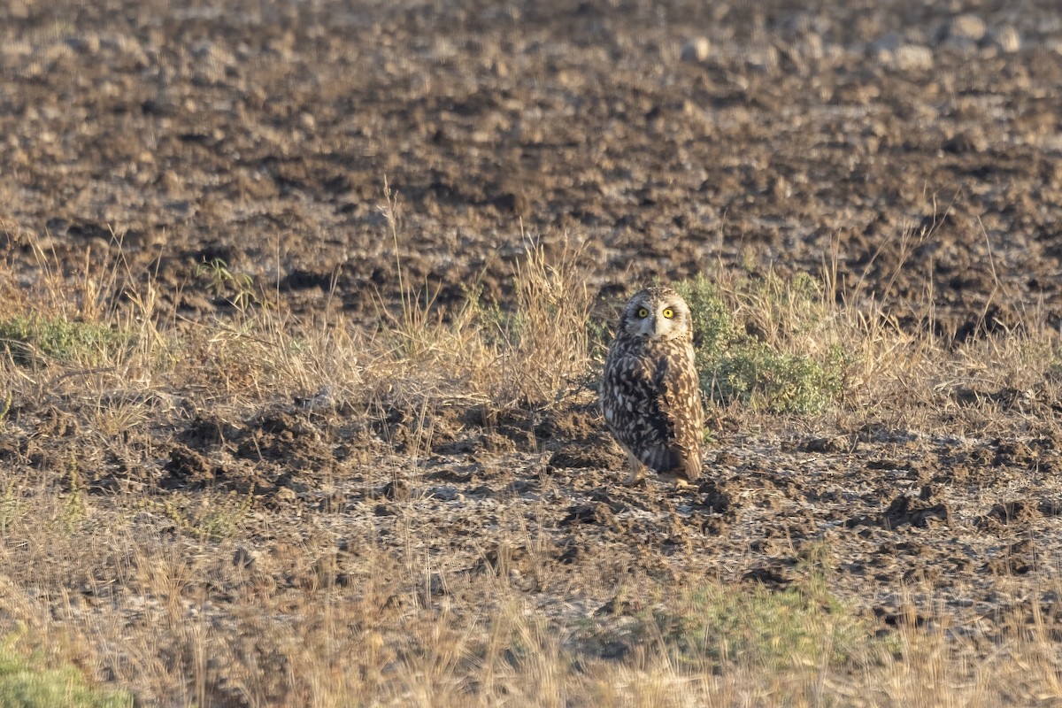 Short-eared Owl - ML647465243