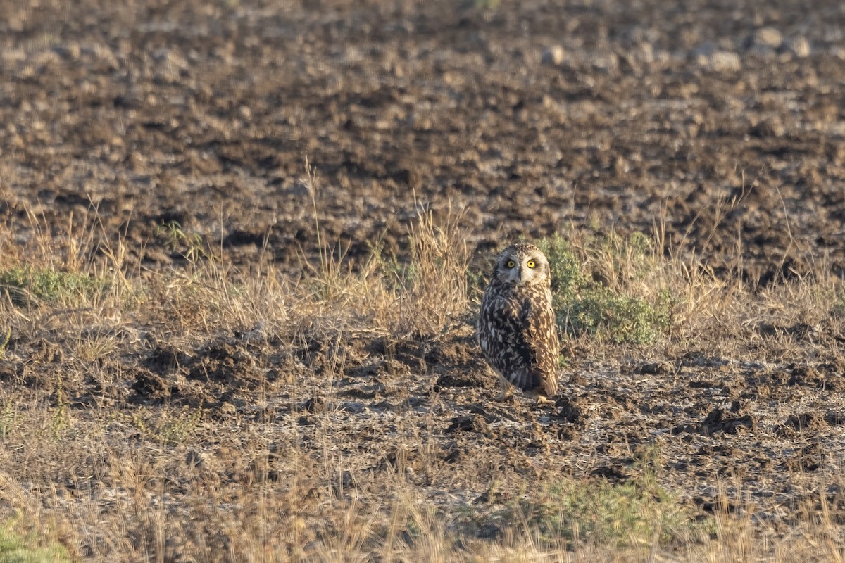 Short-eared Owl - ML647465244