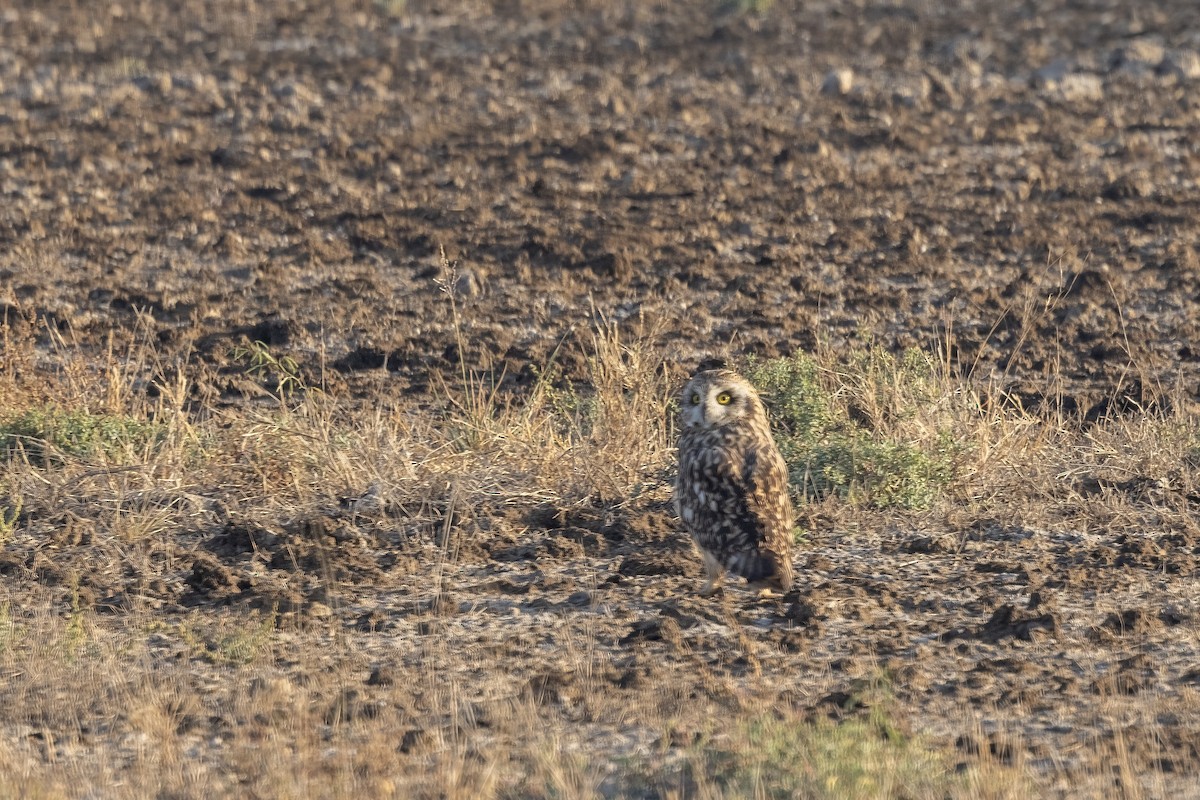 Short-eared Owl - ML647465246