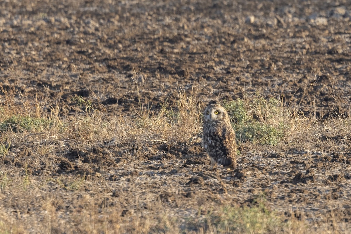 Short-eared Owl - ML647465247