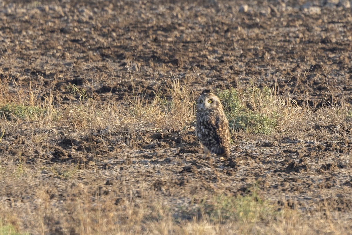 Short-eared Owl - ML647465248