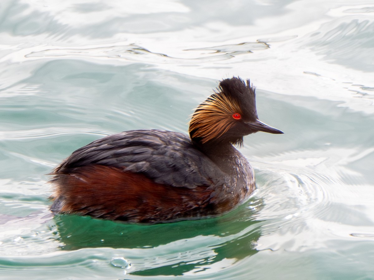 Schwarzhalstaucher - ML647465250