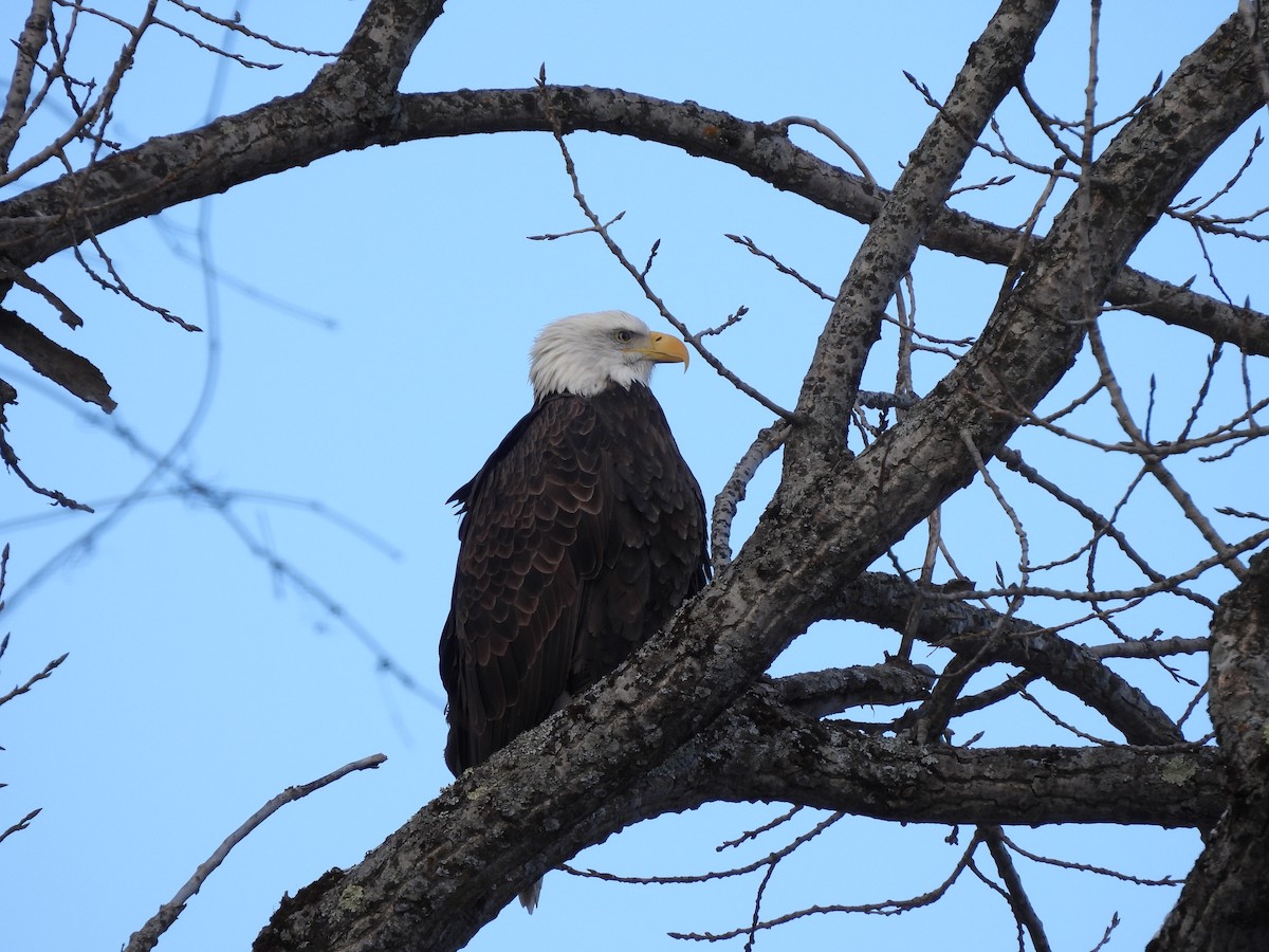 Bald Eagle - ML647465254