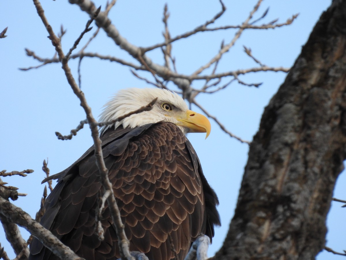 Bald Eagle - ML647465257