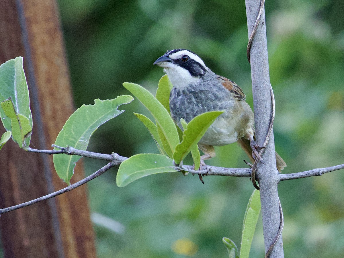 Stripe-headed Sparrow - ML647465264