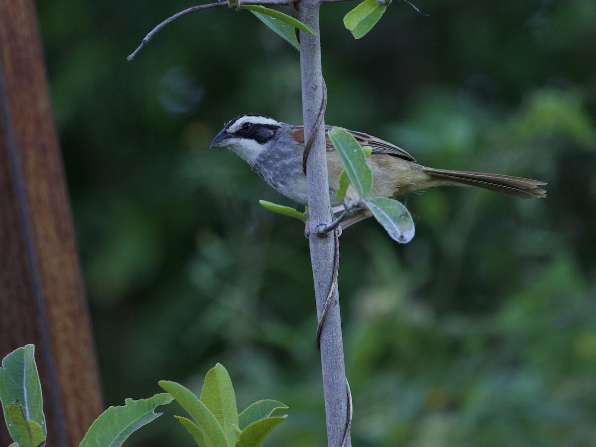 Stripe-headed Sparrow - ML647465265