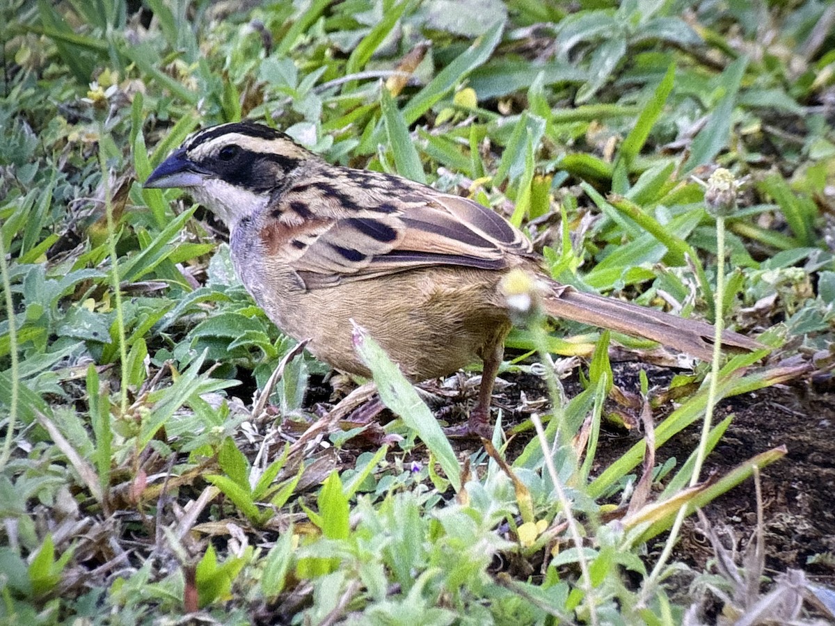 Stripe-headed Sparrow - ML647465266