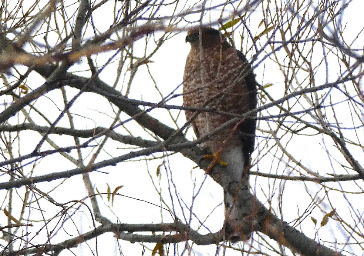 Куперов ястреб - ML647465271