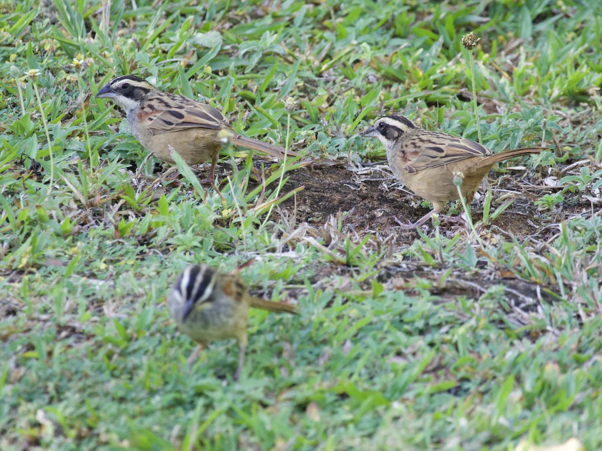 Ржавохвостая овсянка - ML647465273