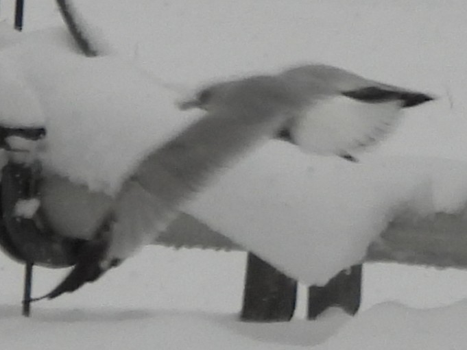 Делавэрская чайка - ML647465274