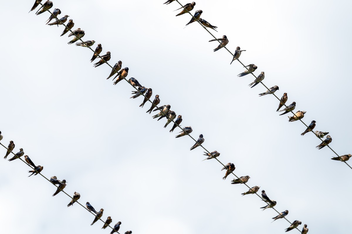 Деревенская ласточка - ML647465277