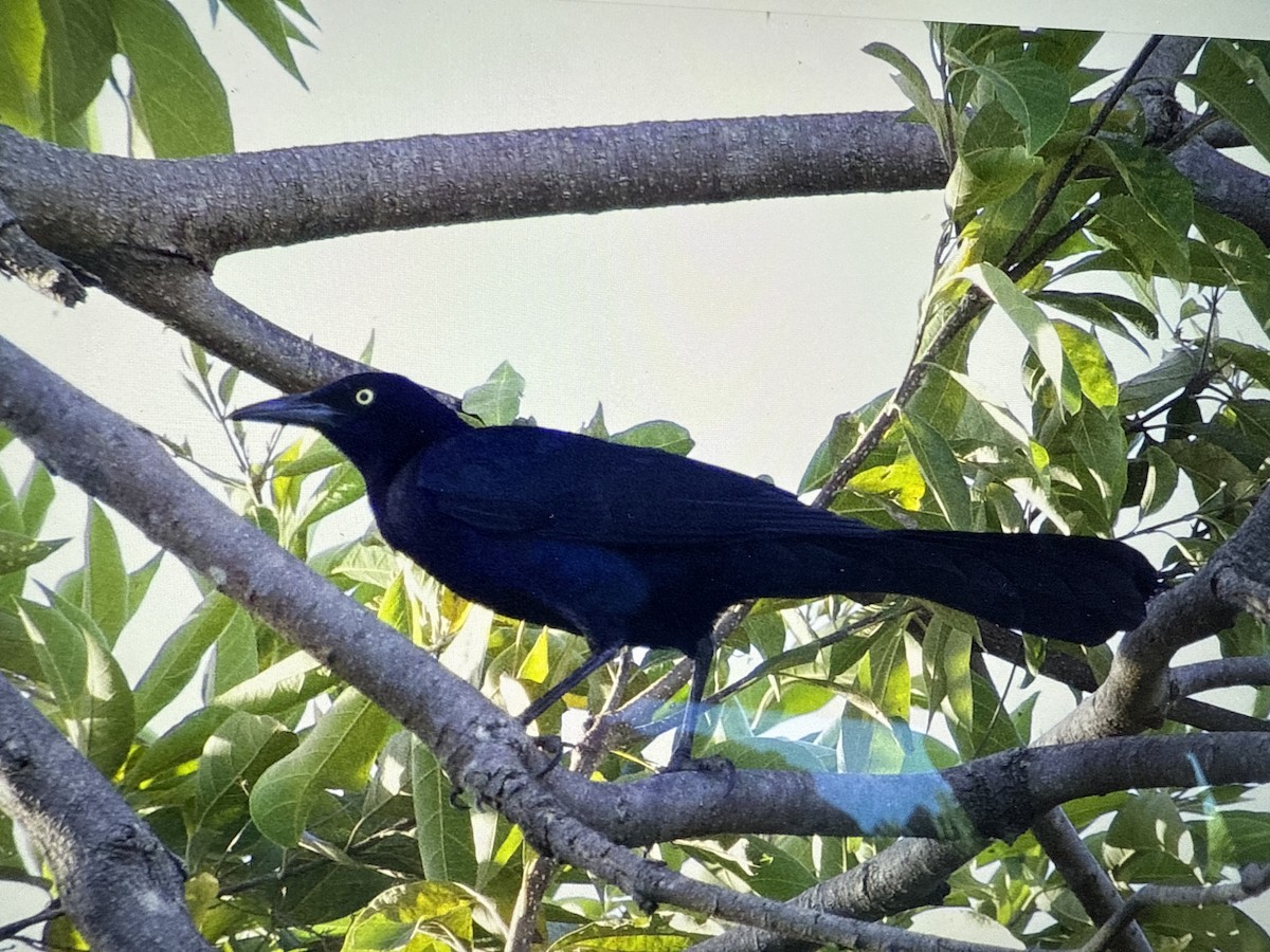 Большехвостый гракл - ML647465278