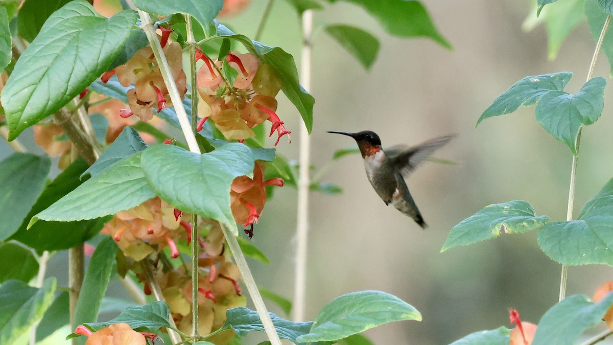 Рубиновогорлый колибри - ML647465279