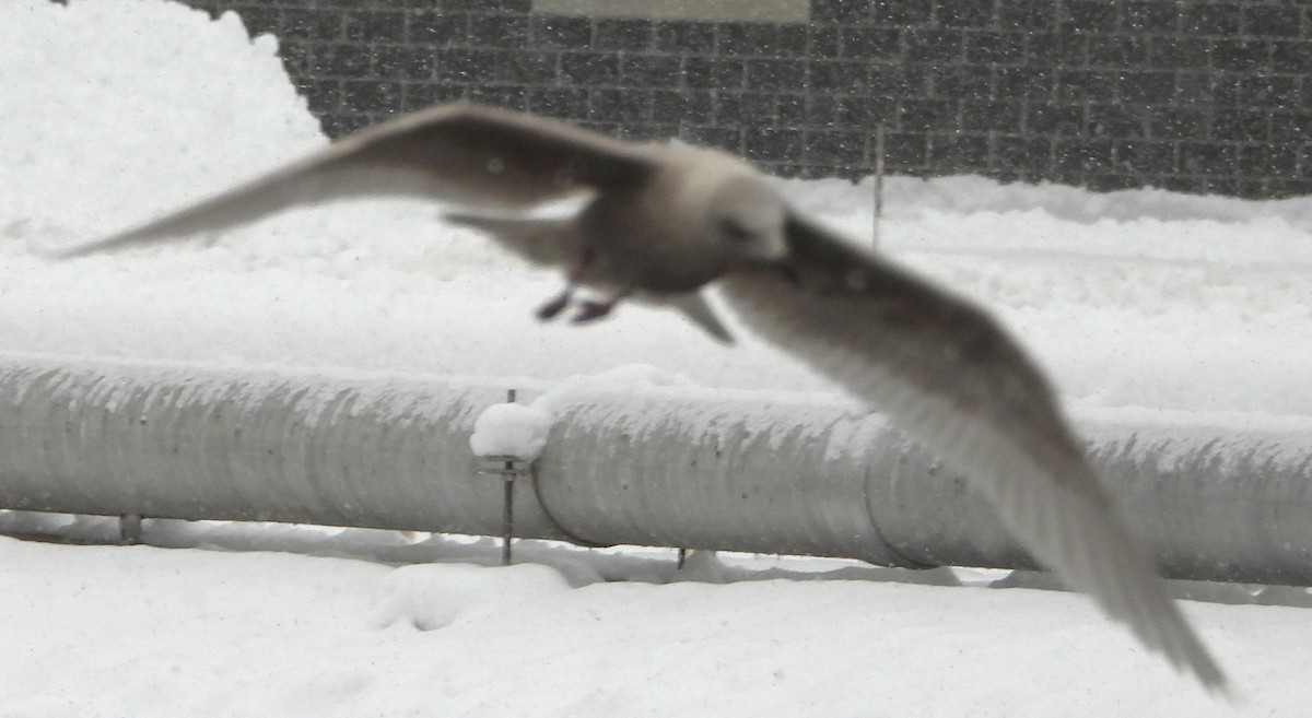 Полярная чайка - ML647465281