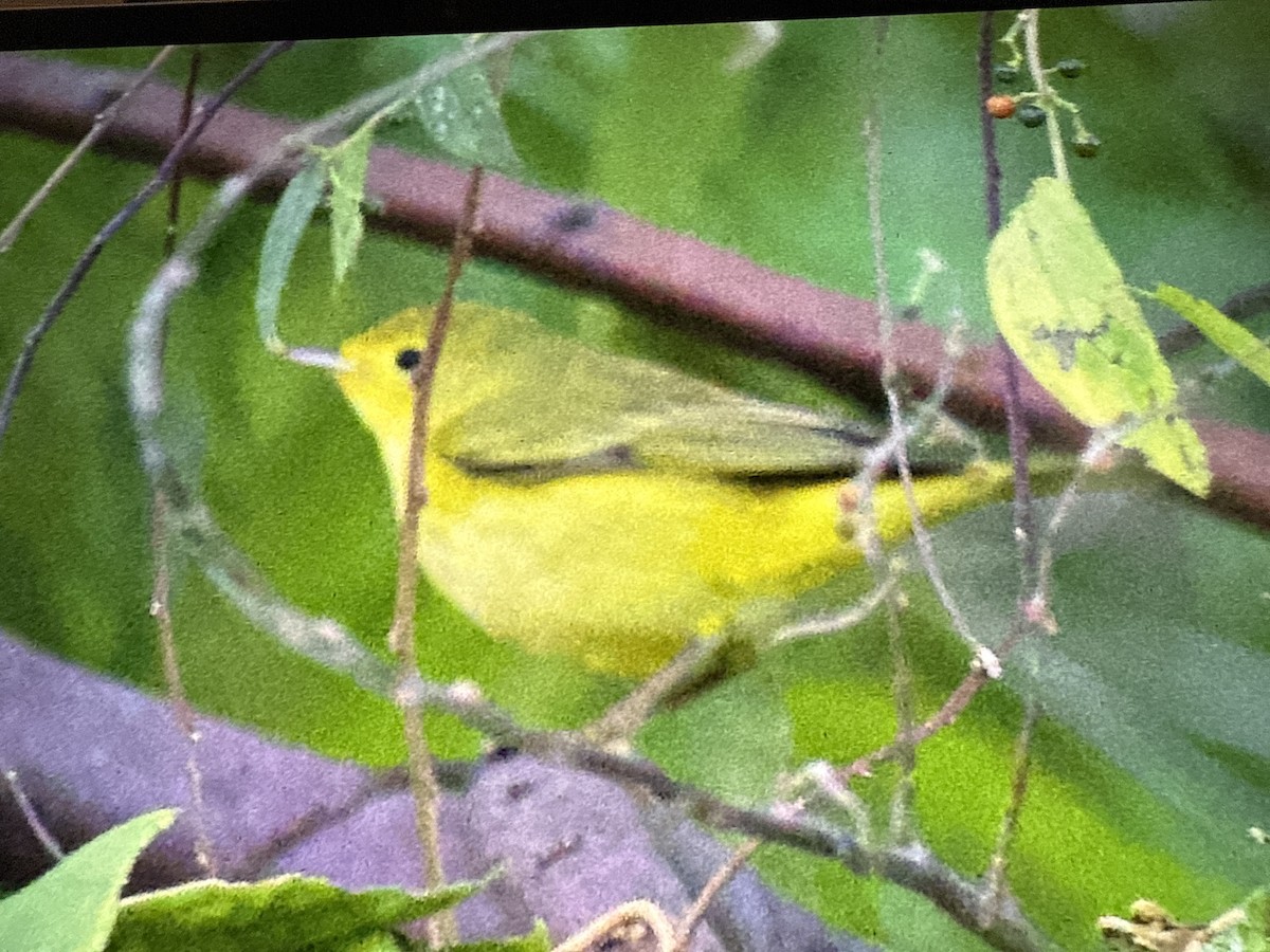 Northern Yellow Warbler - ML647465282