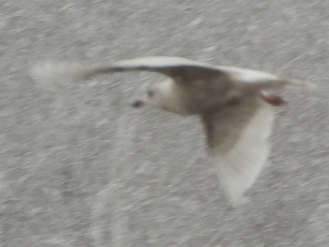 Полярная чайка - ML647465283