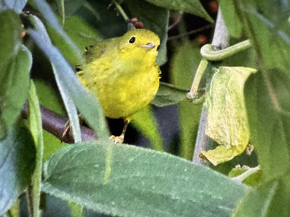 Northern Yellow Warbler - ML647465284